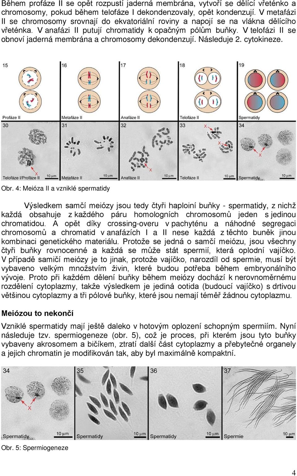 V telofázi II se obnoví jaderná membrána a chromosomy dekondenzují. Následuje 2. cytokineze. Obr.