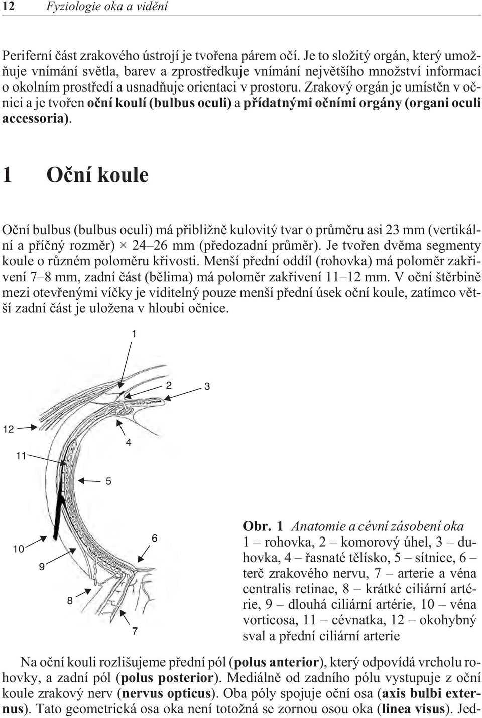 Zrakový orgán je umístìn v oènici a je tvoøen oèní koulí (bulbus oculi) a pøídatnými oèními orgány (organi oculi accessoria).