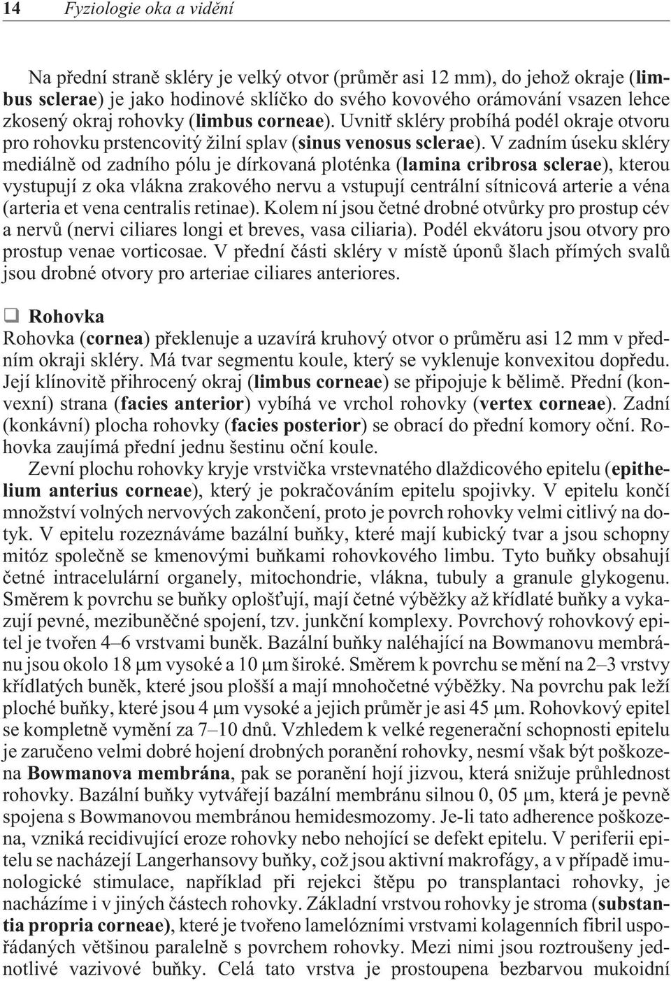 V zadním úseku skléry mediálnì od zadního pólu je dírkovaná ploténka (lamina cribrosa sclerae), kterou vystupují z oka vlákna zrakového nervu a vstupují centrální sítnicová arterie a véna (arteria et