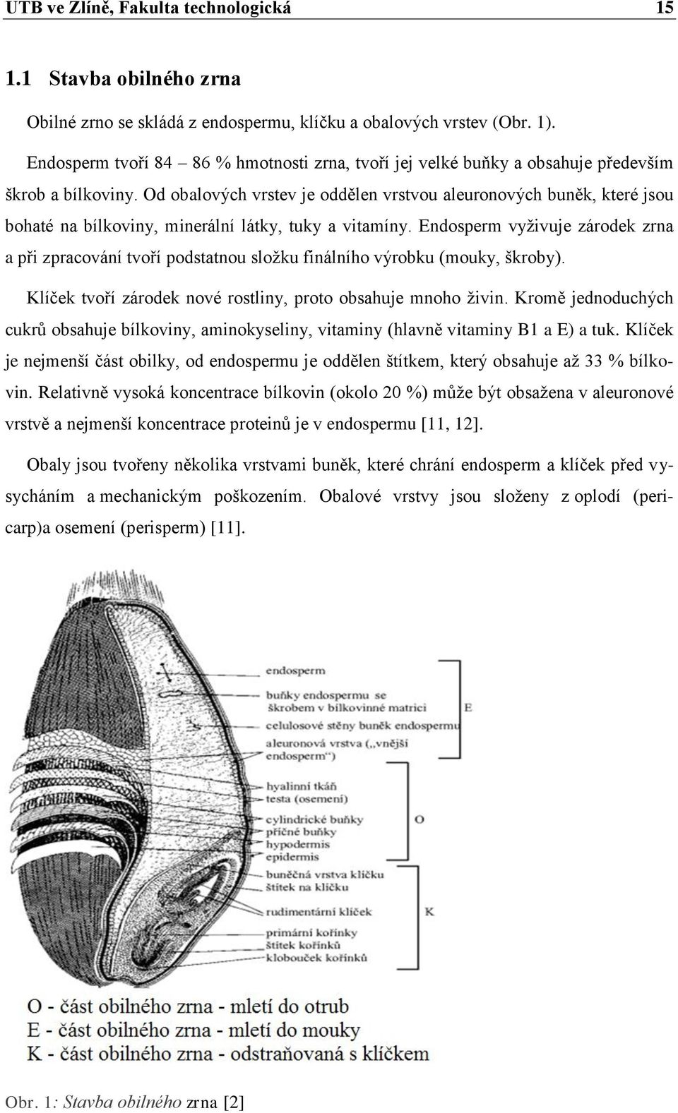 Od obalových vrstev je oddělen vrstvou aleuronových buněk, které jsou bohaté na bílkoviny, minerální látky, tuky a vitamíny.