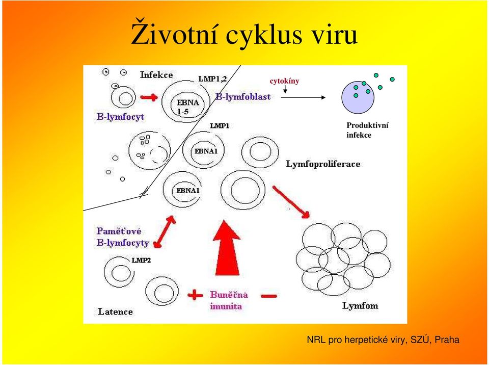 cytokíny