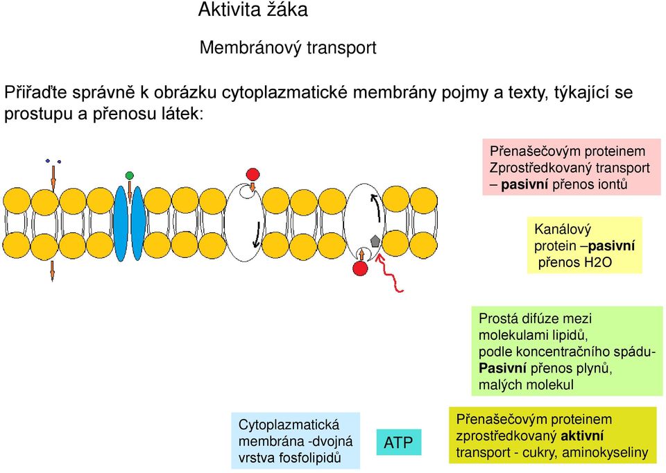 přenos H2O Prostá difúze mezi molekulami lipidů, podle koncentračního spádu- Pasivní přenos plynů, malých molekul