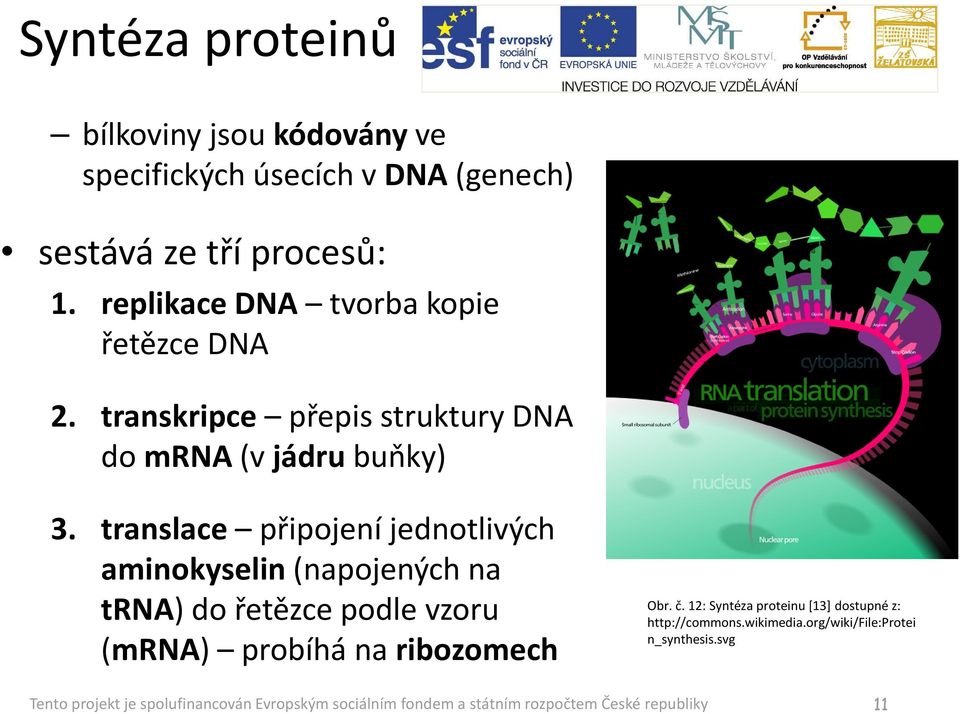 translace připojení jednotlivých aminokyselin(napojených na trna) do řetězce podle vzoru (mrna) probíhá na