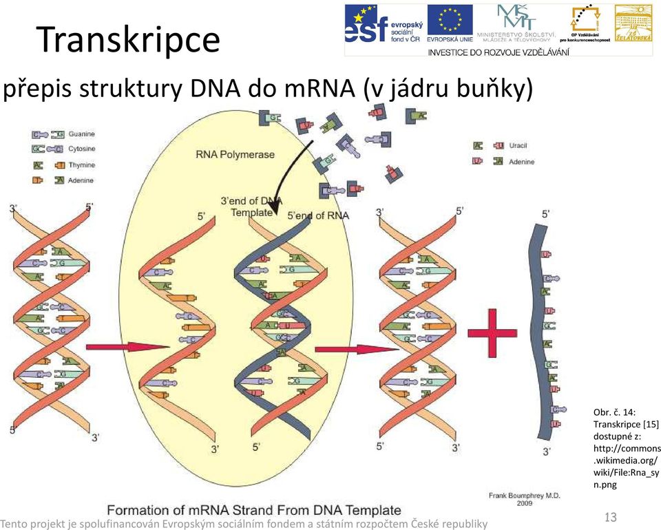 14: Transkripce [15] dostupné z: