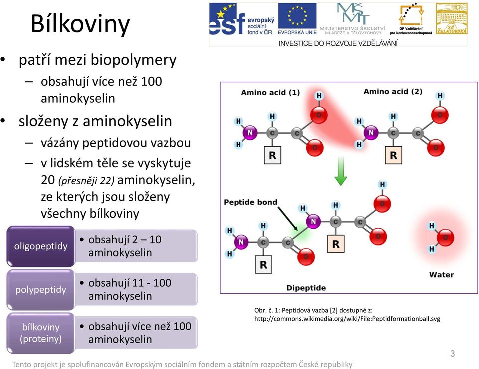 obsahují 2 10 aminokyselin polypeptidy obsahují 11-100 aminokyselin bílkoviny (proteiny) obsahují více než 100