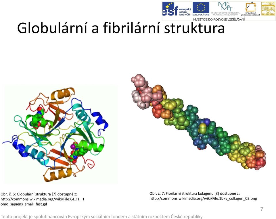 org/wiki/file:glo1_h omo_sapiens_small_fast.gif Obr. č.