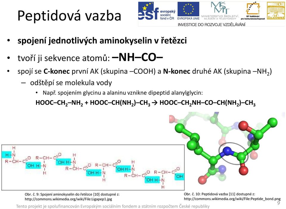 spojením glycinu a alaninu vznikne dipeptidalanylglycin: HOOC CH 2 NH 2 + HOOC CH(NH 2 ) CH 3 HOOC CH 2 NH CO CH(NH 2 ) CH 3 Obr. č.