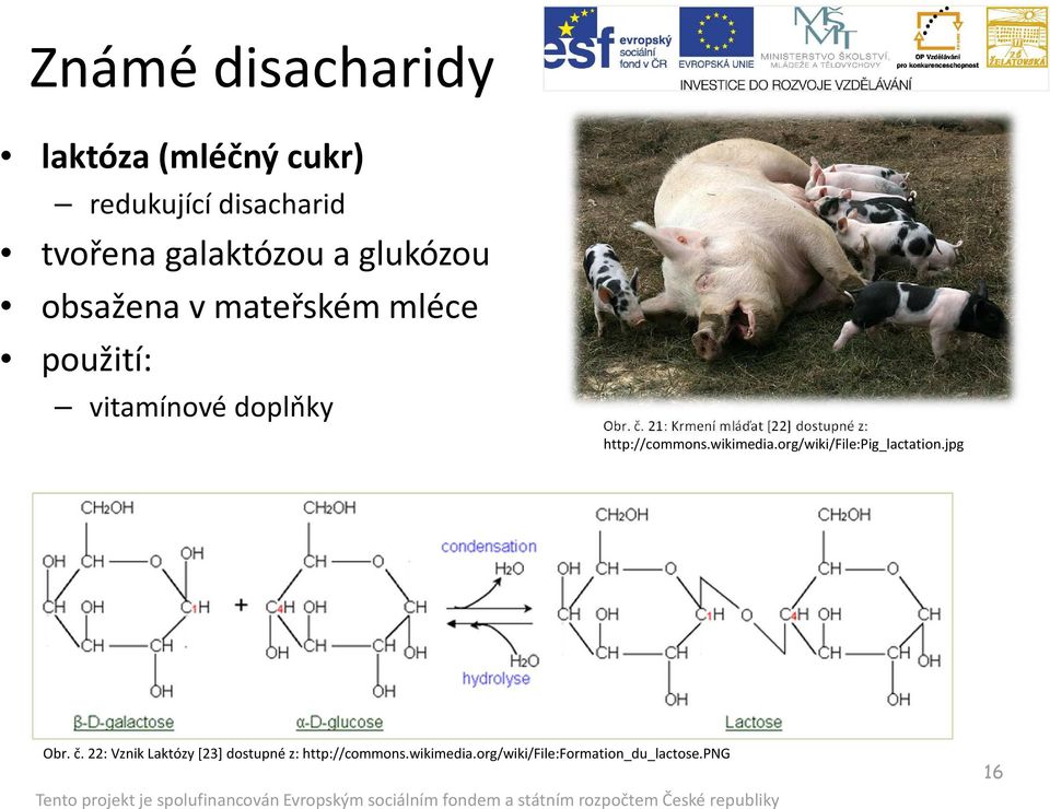 21: Krmení mláďat [22] dostupné z: http://commons.wikimedia.org/wiki/file:pig_lactation.