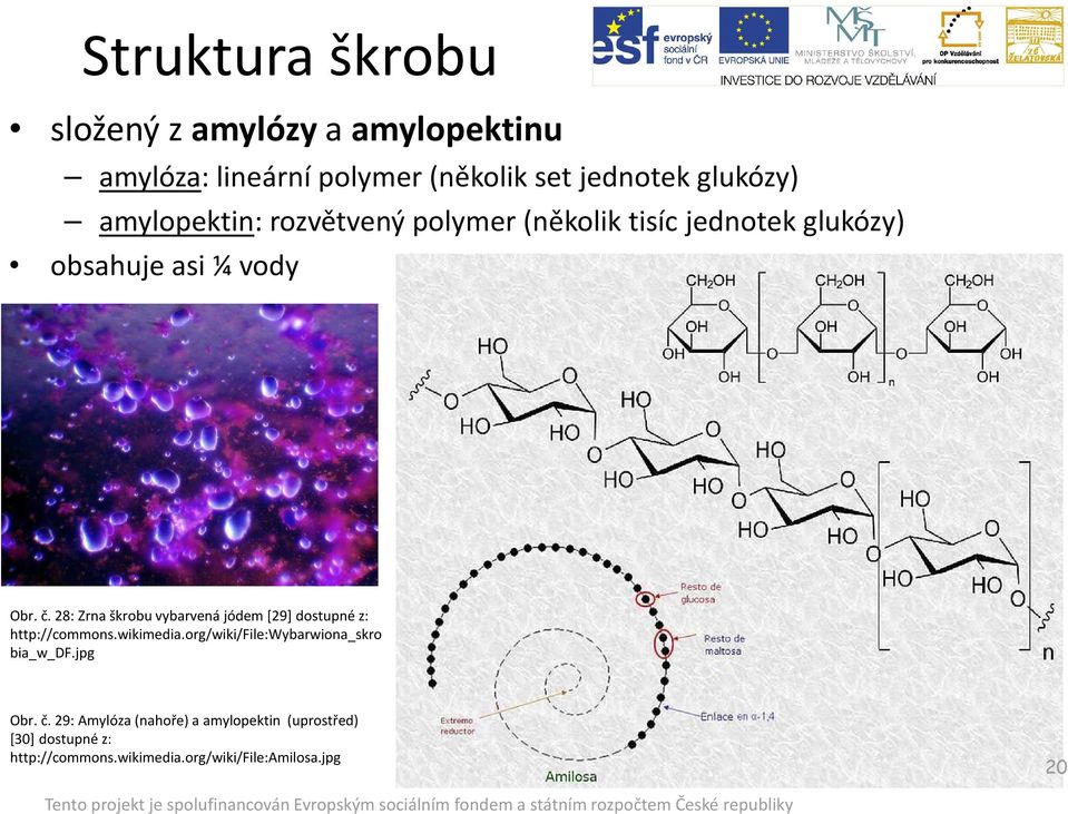 28: Zrna škrobu vybarvená jódem [29] dostupné z: http://commons.wikimedia.