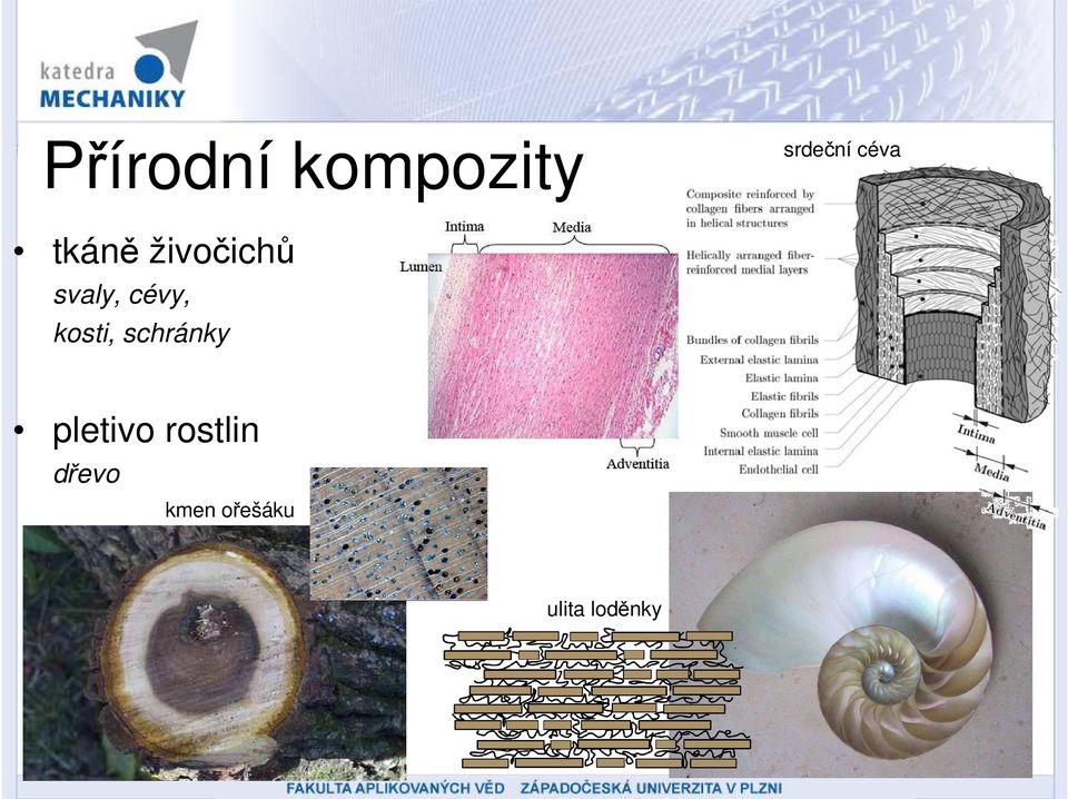 kosti, schránky pletivo rostlin