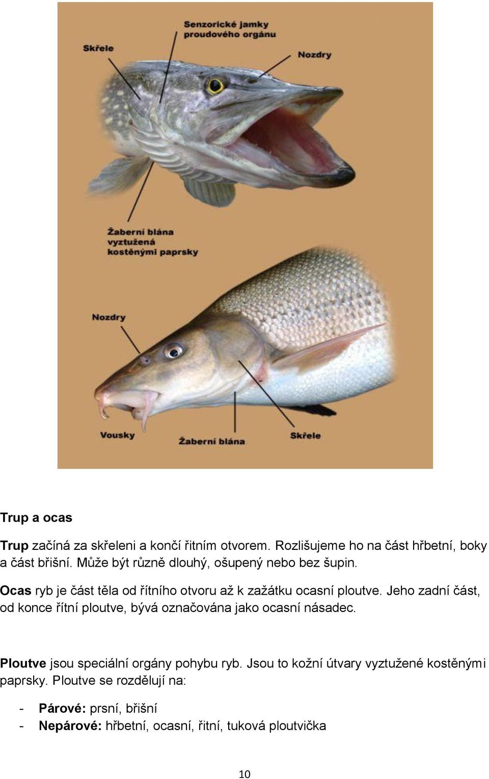 Jeho zadní část, od konce řítní ploutve, bývá označována jako ocasní násadec. Ploutve jsou speciální orgány pohybu ryb.