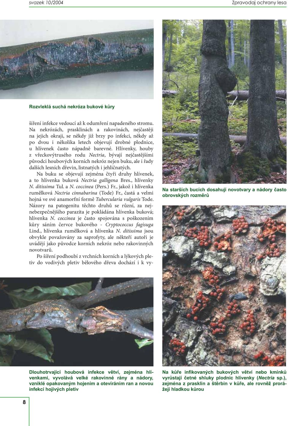 Hlívenky, houby z vřeckovýtrusého rodu Nectria, bývají nejčastějšími původci houbových korních nekróz nejen buku, ale i řady dalších lesních dřevin, listnatých i jehličnatých.