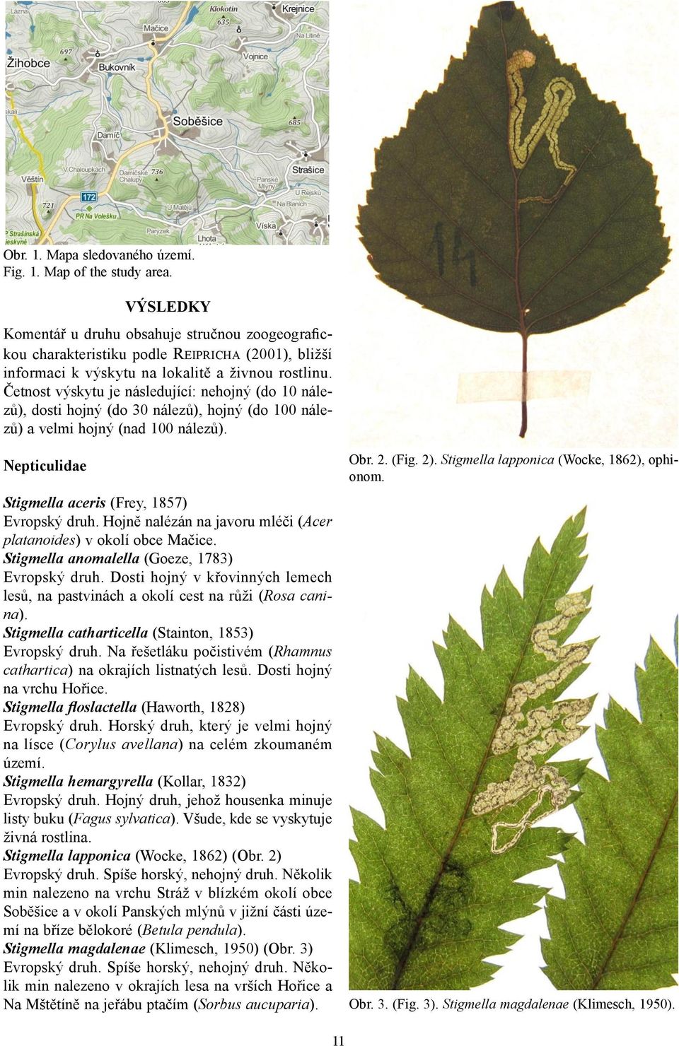 Četnost výskytu je následující: nehojný (do 10 nálezů), dosti hojný (do 30 nálezů), hojný (do 100 nálezů) a velmi hojný (nad 100 nálezů). Nepticulidae Stigmella aceris (Frey, 1857) Evropský druh.