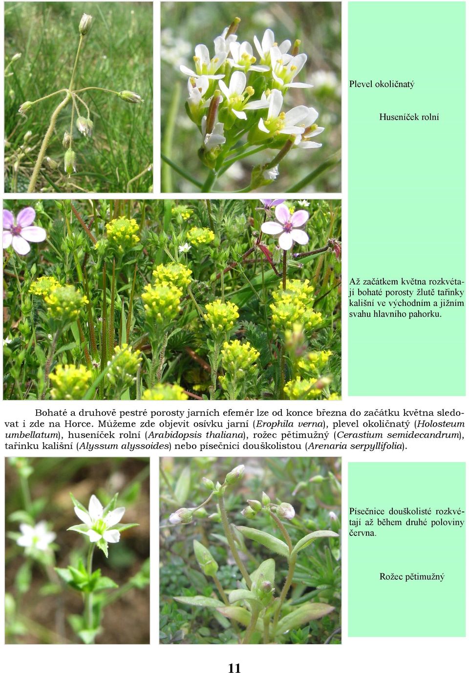 Můžeme zde objevit osívku jarní (Erophila verna), plevel okoličnatý (Holosteum umbellatum), huseníček rolní (Arabidopsis thaliana), rožec pětimužný