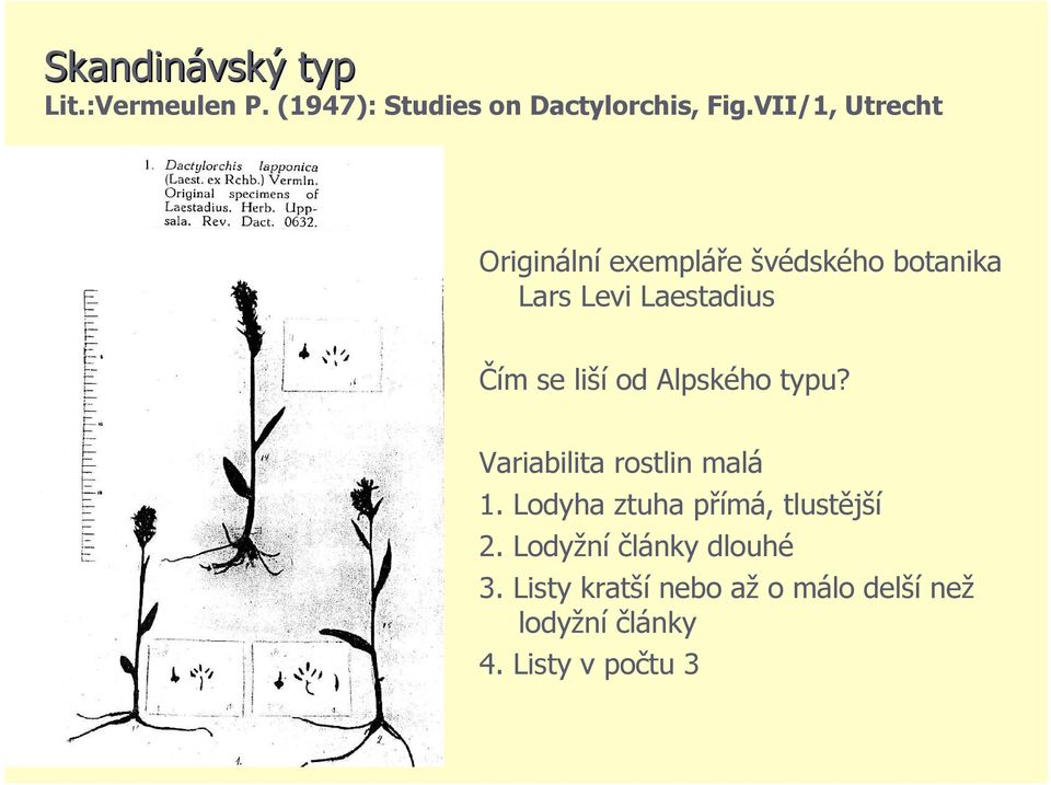 liší od Alpského typu? Variabilita rostlin malá 1. Lodyha ztuha přímá, tlustější 2.