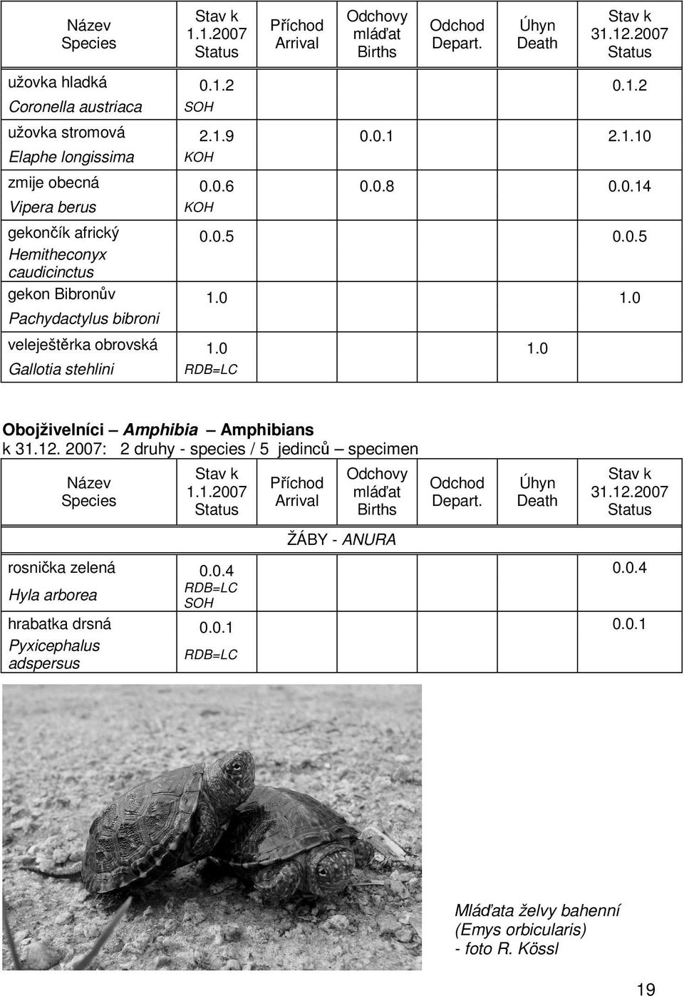 12. 2007: 2 druhy - species / 5 jedinců specimen Název Species 1.1.2007 Příchod Arrival Odchovy mláďat Births ŽÁBY - ANURA Odchod Depart. Úhyn Death 31.12.2007 rosnička zelená 0.0.4 0.0.4 Hyla arborea SOH hrabatka drsná 0.