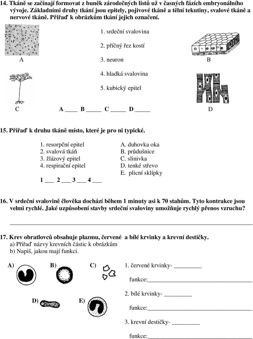 Přiřaď k druhu tkáně místo, které je pro ni typické. 1. resorpční epitel A. duhovka oka 2. svalová tkáň B. průdušnice 3. žlázový epitel C. slinivka 4. respirační epitel D. tenké střevo E.