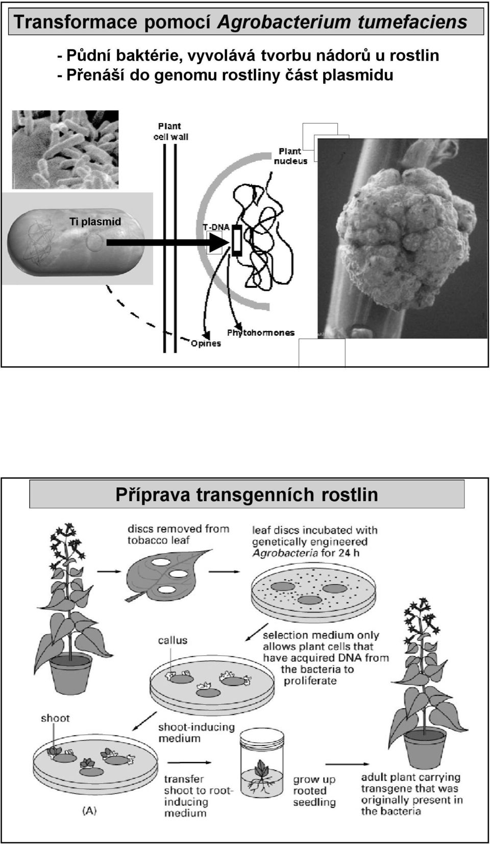 tvorbu nádorů u rostlin - Přenáší do genomu