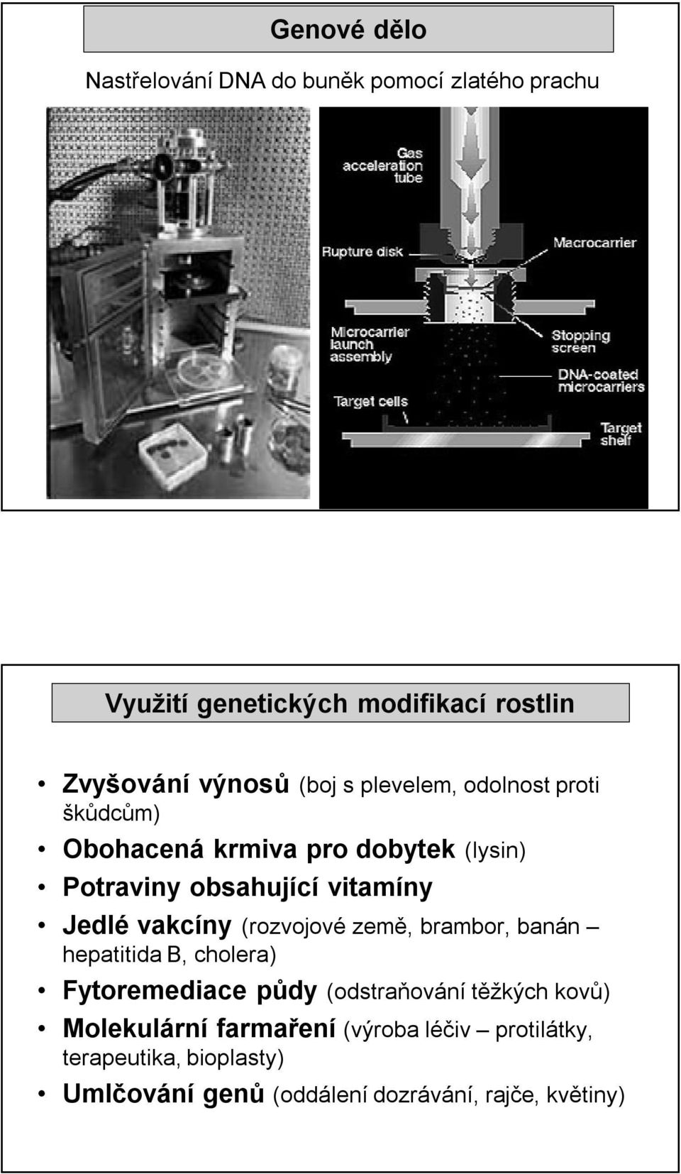 vakcíny (rozvojové země, brambor, banán hepatitida B, cholera) Fytoremediace půdy (odstraňování těžkých kovů)