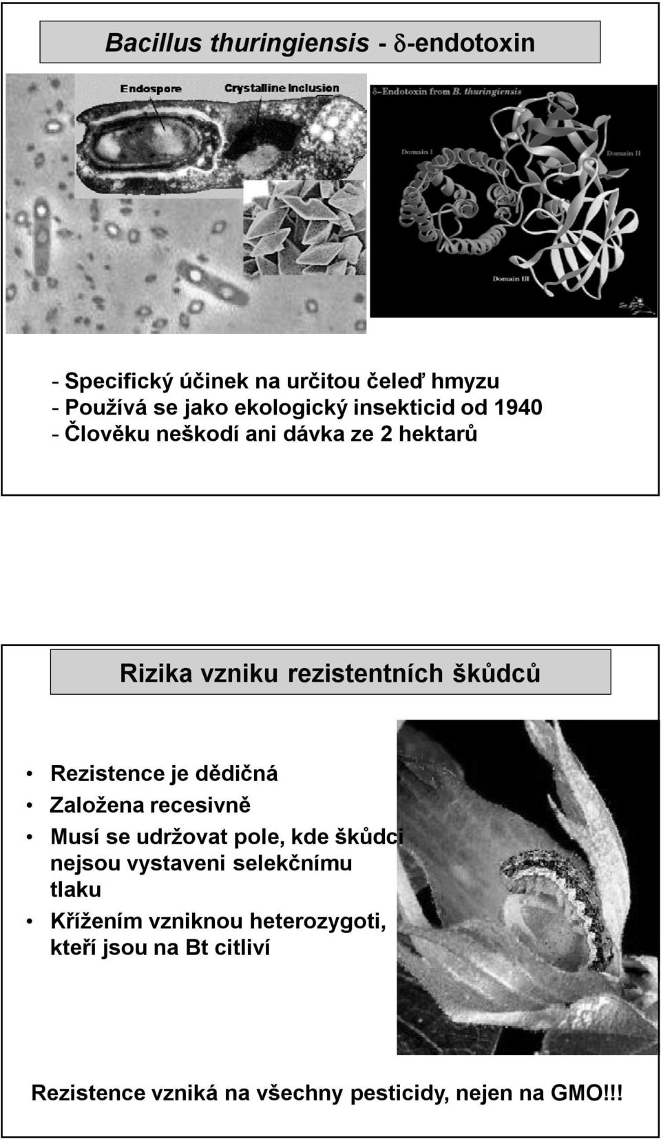 Rezistence je dědičná Založena recesivně Musí se udržovat pole, kde škůdci nejsou vystaveni selekčnímu