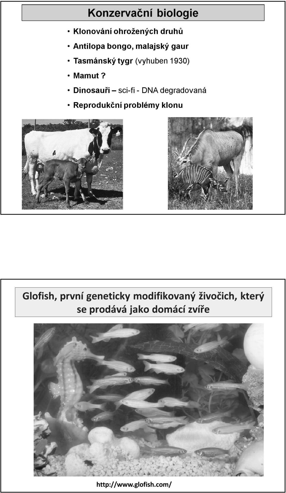 Dinosauři sci-fi - DNA degradovaná Reprodukční problémy klonu Glofish,