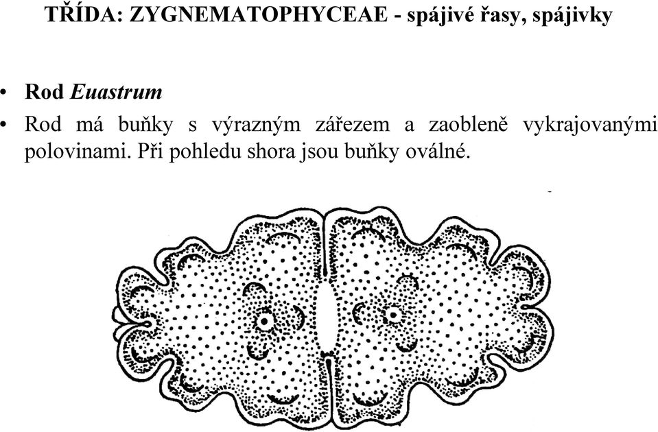 vykrajovanými polovinami.