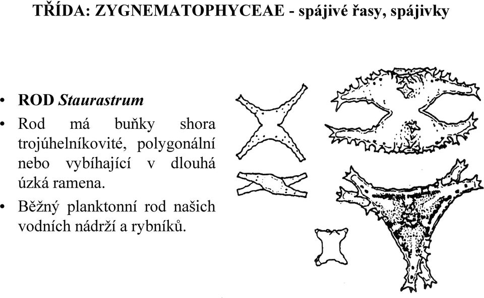 vybíhající v dlouhá úzká ramena.