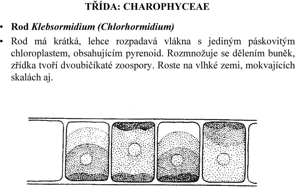 chloroplastem, obsahujícím pyrenoid.