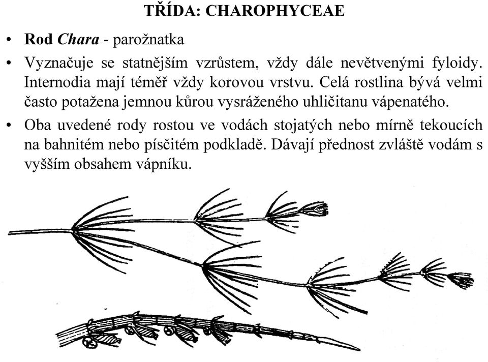 Celá rostlina bývá velmi často potažena jemnou kůrou vysráženého uhličitanu vápenatého.