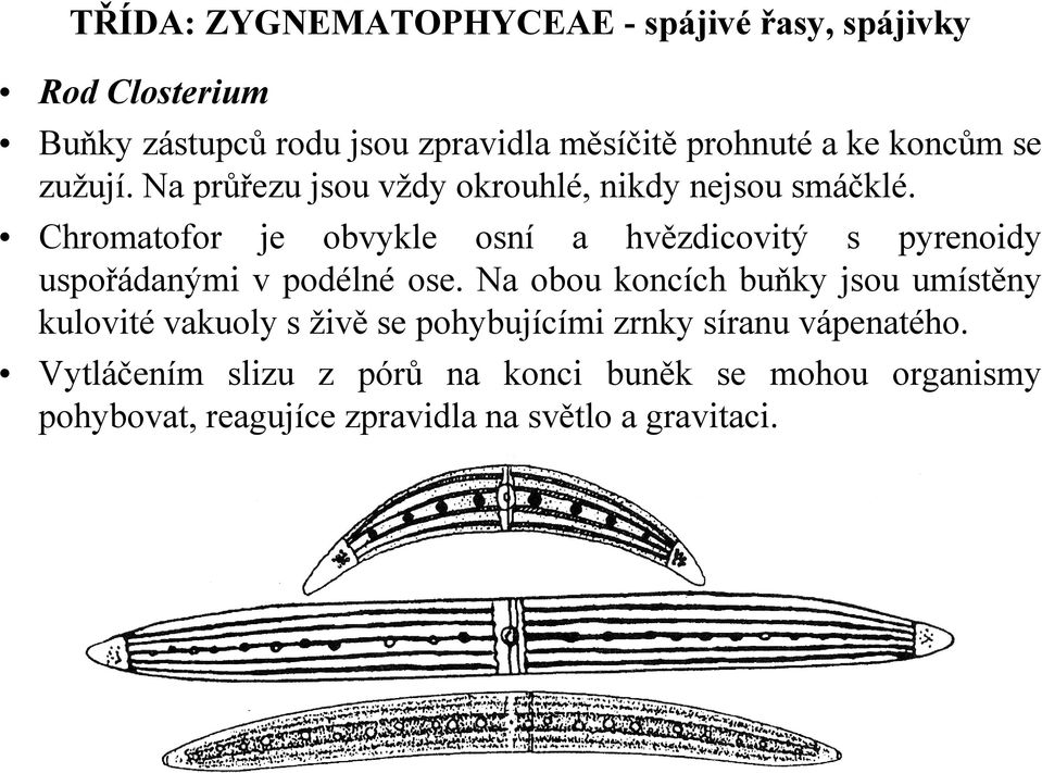 Chromatofor je obvykle osní a hvězdicovitý s pyrenoidy uspořádanými v podélné ose.