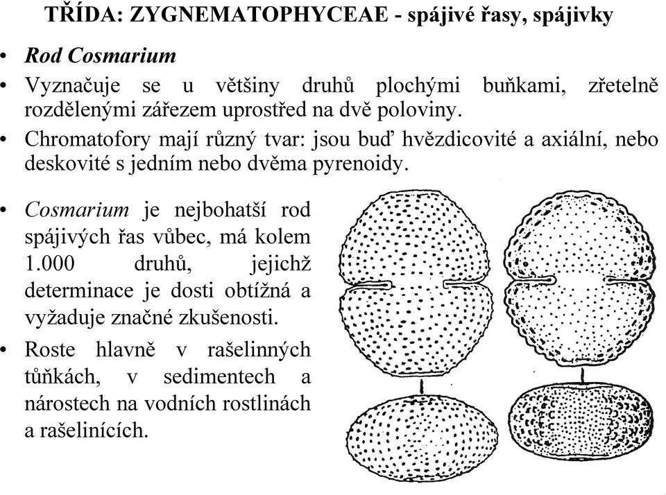 Cosmarium je nejbohatší rod spájivých řas vůbec, má kolem 1.