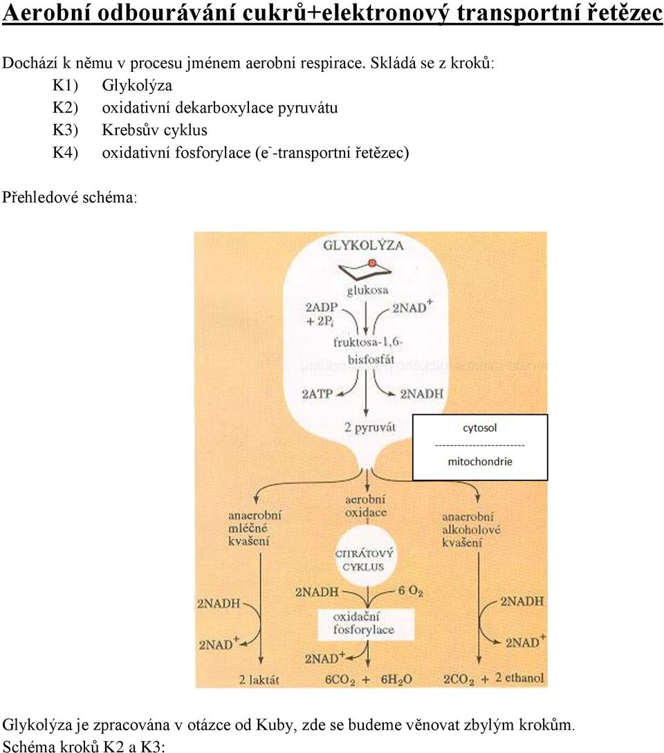 Skládá se z kroků: K1) Glykolýza K2) oxidativní dekarboxylace pyruvátu K3) Krebsův cyklus