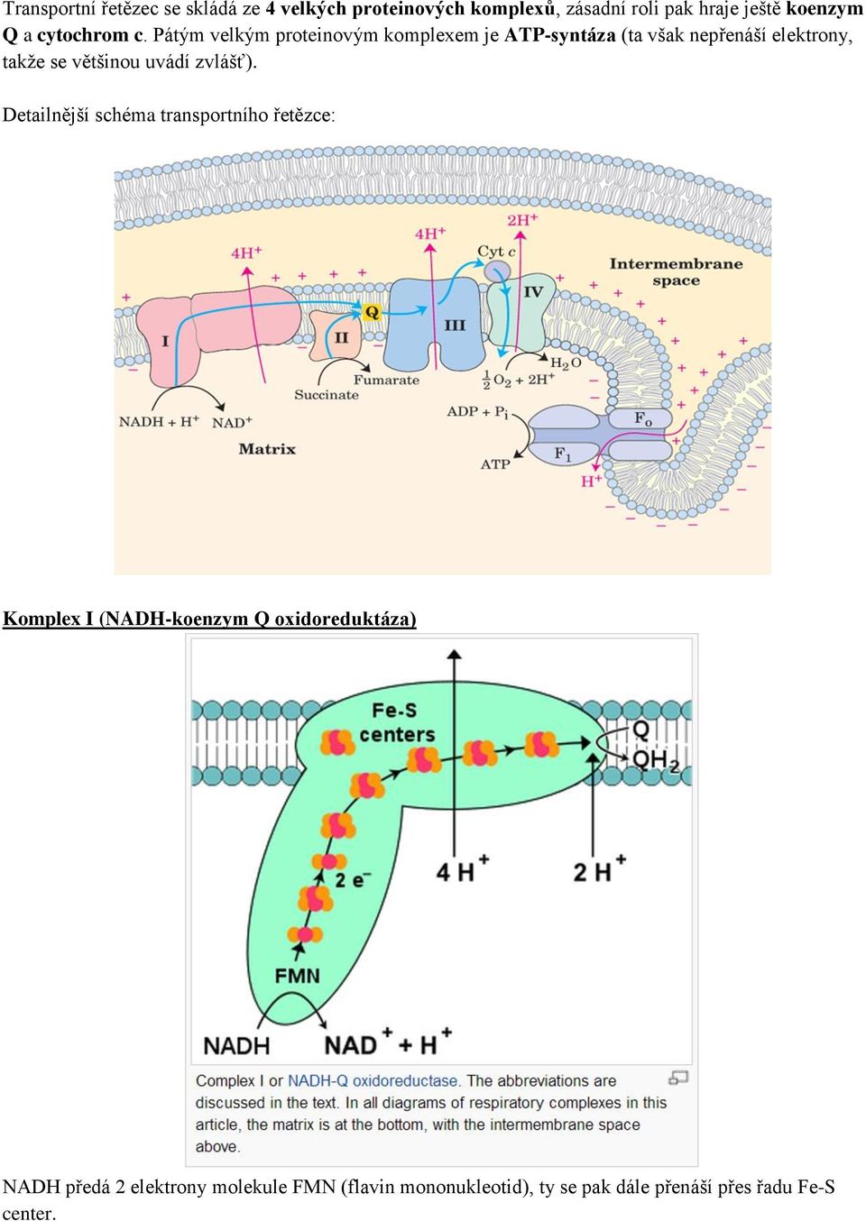 Pátým velkým proteinovým komplexem je ATP-syntáza (ta však nepřenáší elektrony, takže se většinou uvádí
