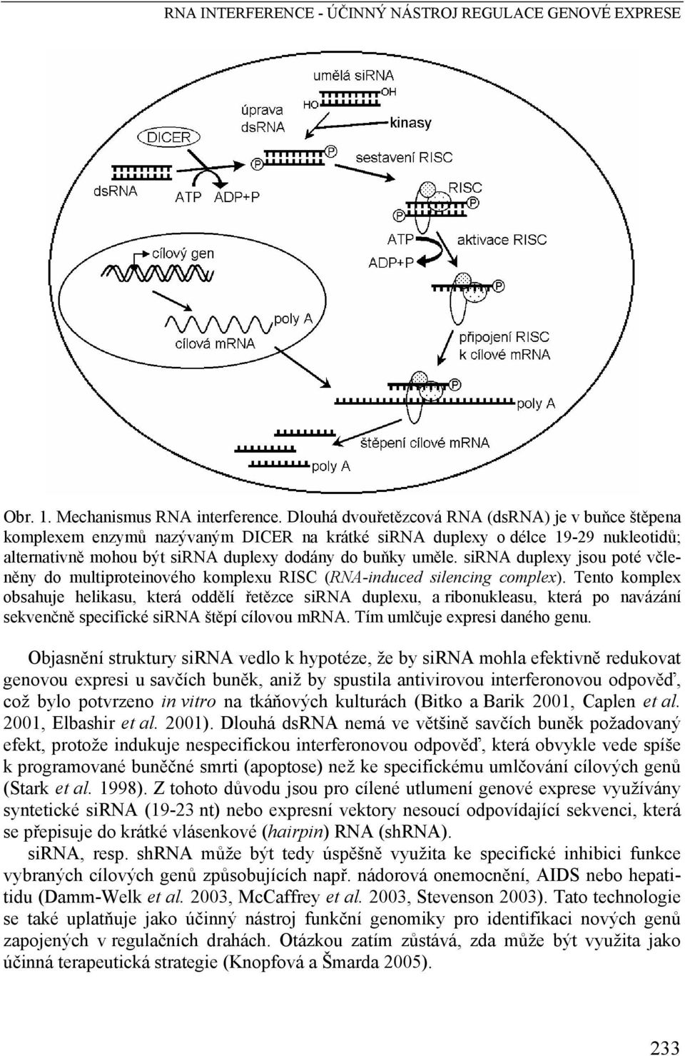 sirna duplexy jsou poté včleněny do multiproteinového komplexu RISC (RNA-induced silencing complex).