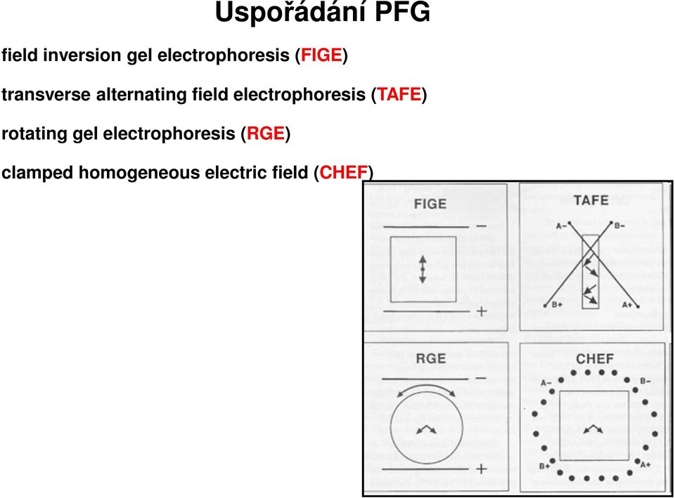 field electrophoresis (TAFE) rotating gel