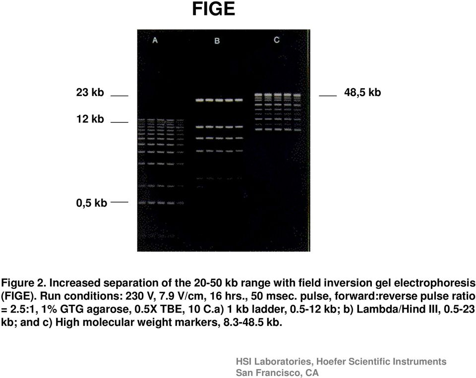 Run conditions: 230 V, 7.9 V/cm, 16 hrs., 50 msec. pulse, forward:reverse pulse ratio = 2.