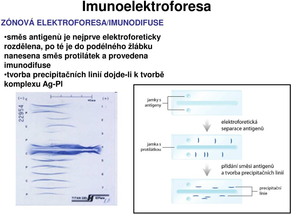 podélného žlábku nanesena směs protilátek a provedena