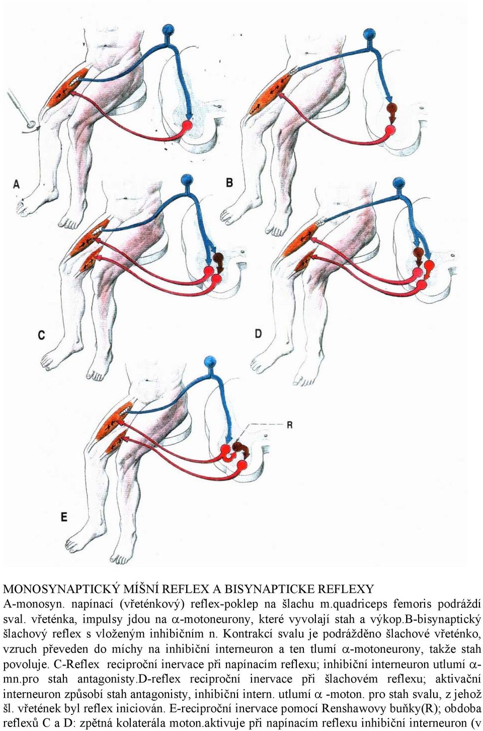 Kontrakcí svalu je podrážděno šlachové vřeténko, vzruch převeden do míchy na inhibiční interneuron a ten tlumí α-motoneurony, takže stah povoluje.