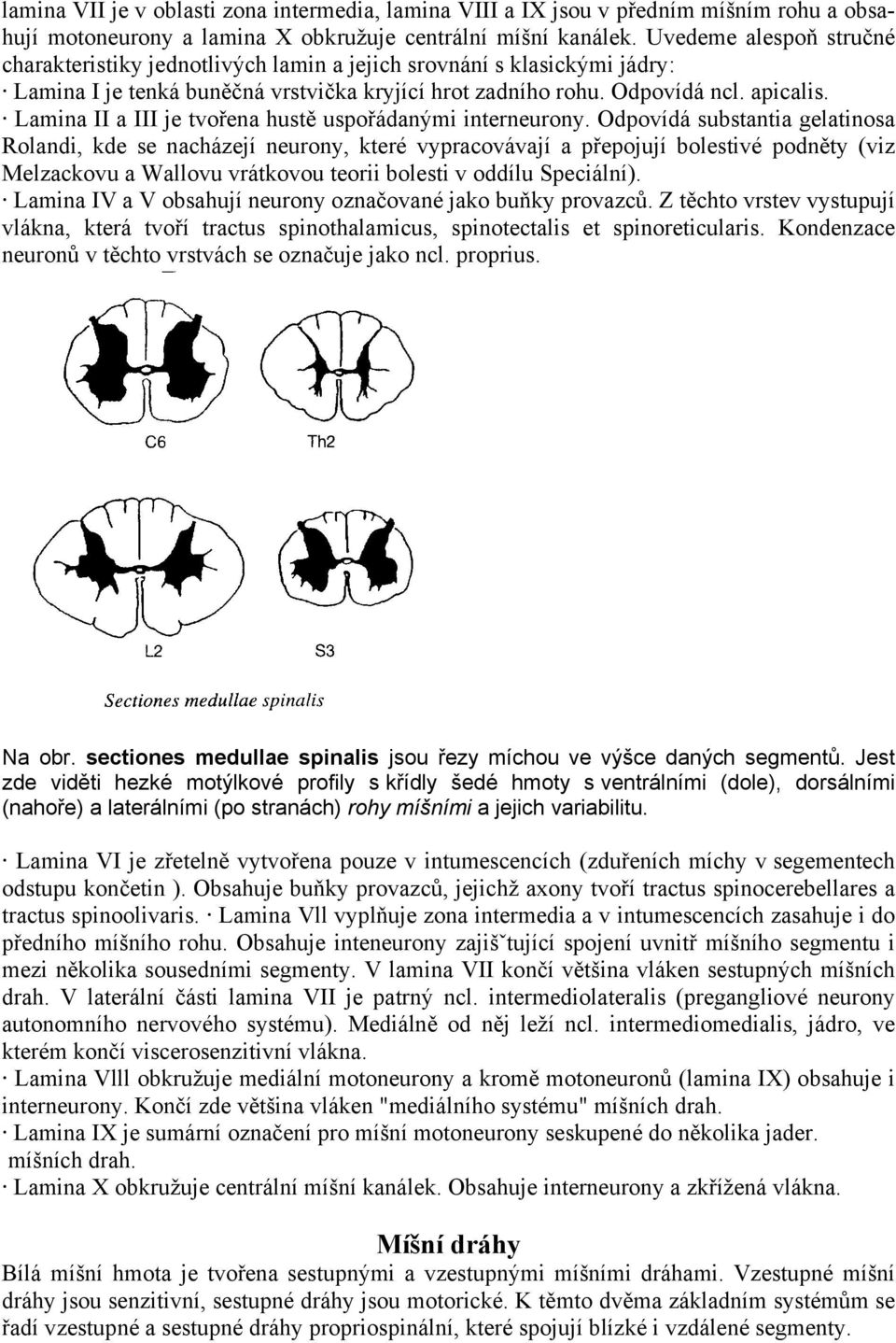 Lamina II a III je tvořena hustě uspořádanými interneurony.