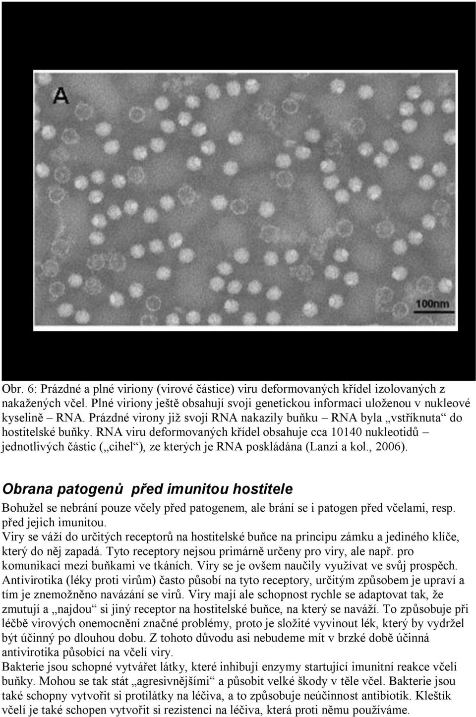 RNA viru deformovaných křídel obsahuje cca 10140 nukleotidů jednotlivých částic ( cihel ), ze kterých je RNA poskládána (Lanzi a kol., 2006).