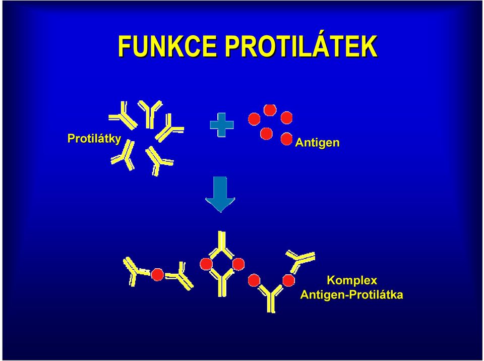 Protilátky