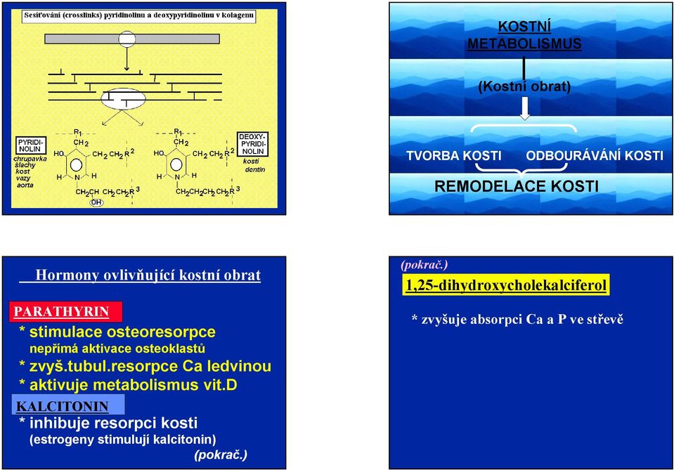 tubul.resorpce Ca ledvinou * aktivuje metabolismus vit.