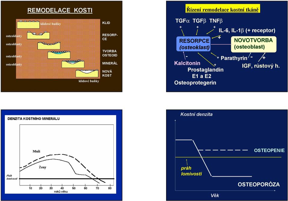 TGFb TNFb + + + RESORPCE (osteoklast) IL-6, IL-1b (+ receptor) + NOVOTVORBA (osteoblast) - + Parathyrin - +