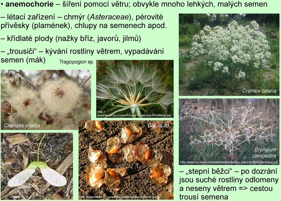 jcu.cz/morfologie/tragopogonplodblesk.jpg Clematis vitalba Betula sp. http://botanika.bf.jcu.cz/morfologie/betulanazkysvetlo.