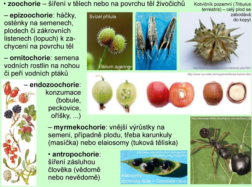 ..) Svízel přítula Galium aparine myrmekochorie: vnější výrůstky na semeni, případně plodu, třeba karunkuly (masíčka) nebo elaiosomy (tuková tělíska) antropochorie: šíření zásluhou člověka (vědomě