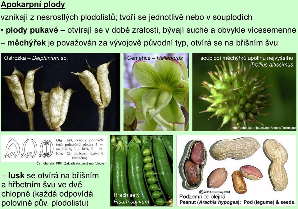 Čemeřice Helleborus souplodí měchýřků upolínu nejvyššího Trollius altissimus http://botanika.bf.jcu.cz/morfologie/trolius.