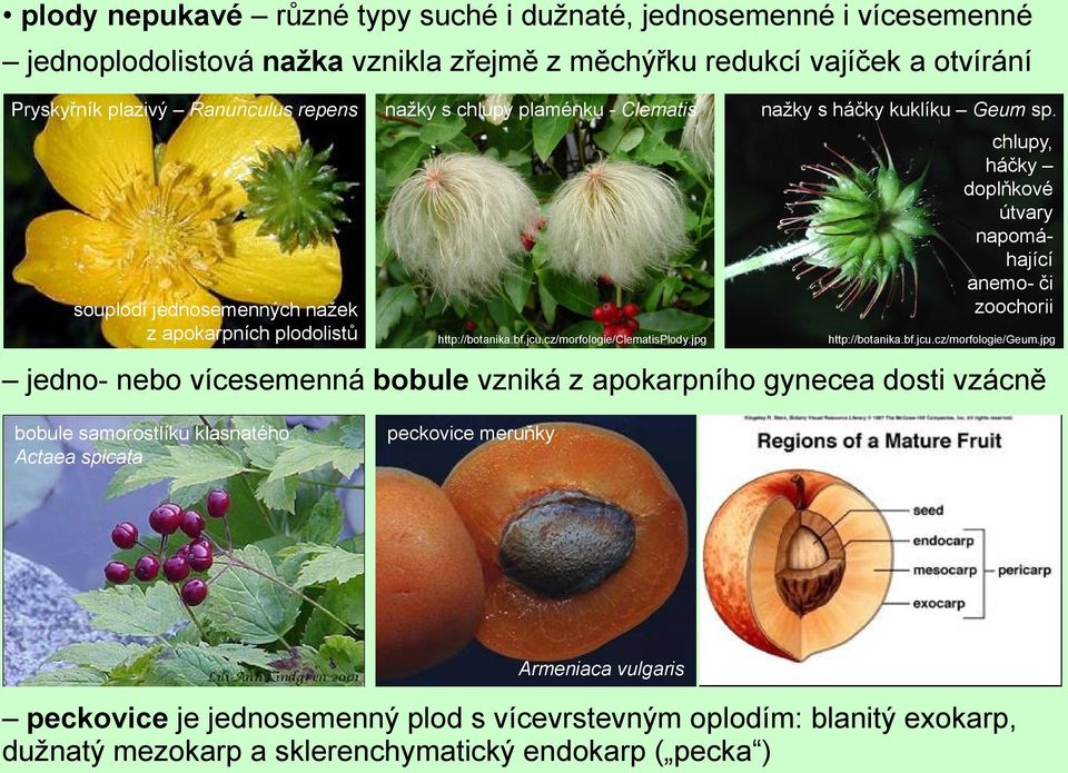 chlupy, háčky doplňkové útvary napomáhající anemo- či souplodí jednosemenných nažek zoochorii z apokarpních plodolistů http://botanika.bf.jcu.cz/morfologie/clematisplody.