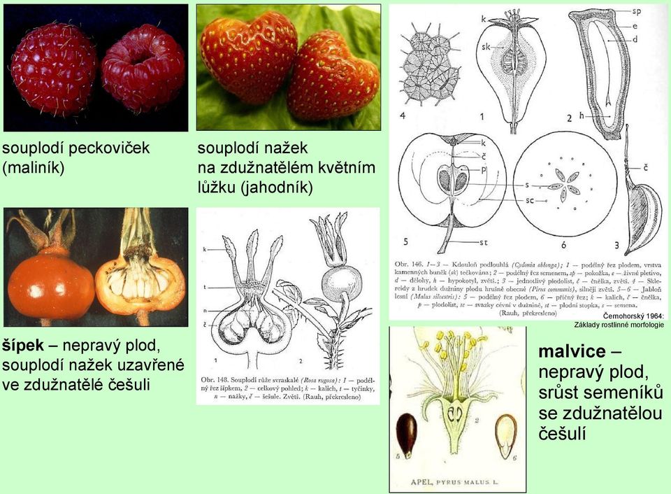 uzavřené ve zdužnatělé češuli Černohorský 1964: Základy