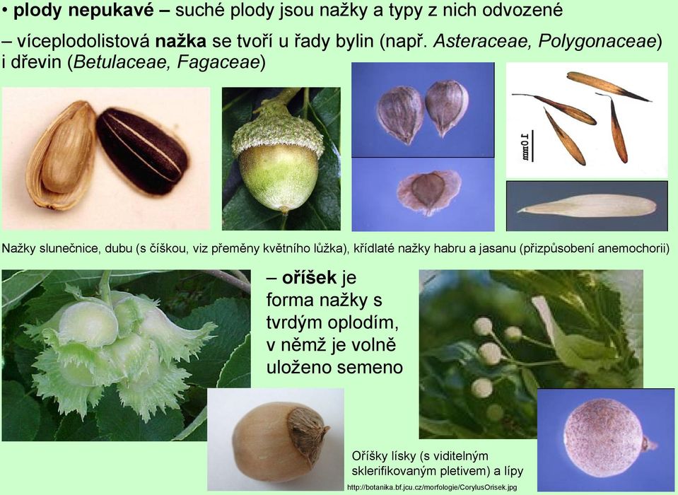 lůžka), křídlaté nažky habru a jasanu (přizpůsobení anemochorii) oříšek je forma nažky s tvrdým oplodím, v němž je