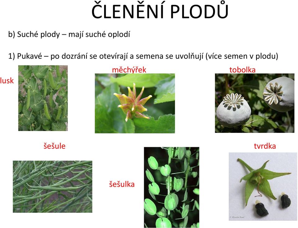 a semena se uvolňují (více semen v plodu)